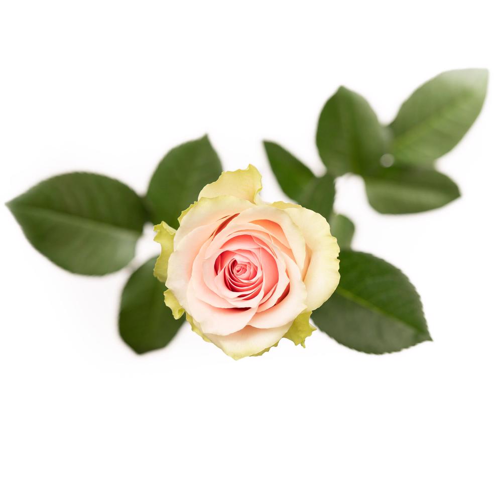 esmeralda-frutteto-rose