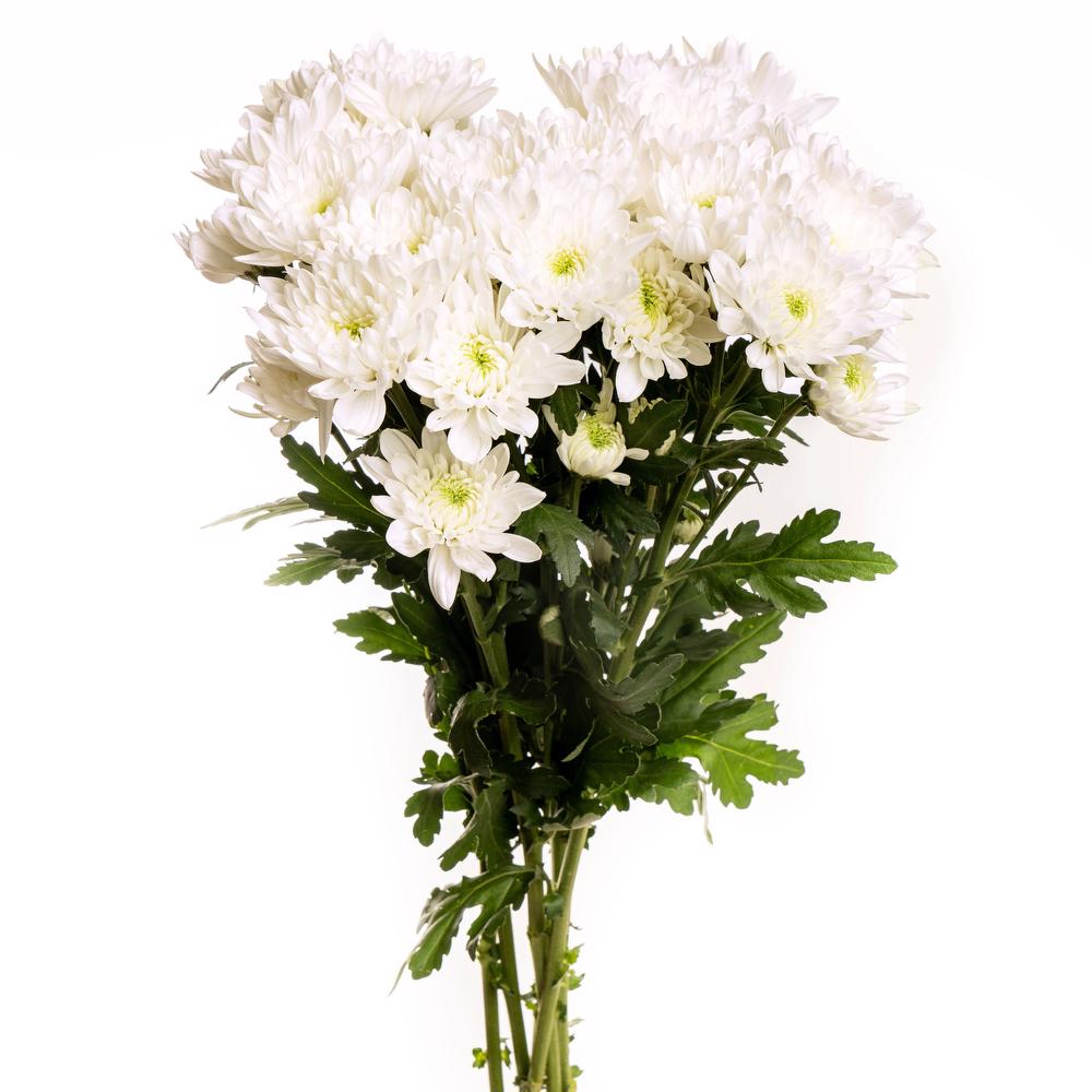 esmeralda-chrysanthemum-maisy