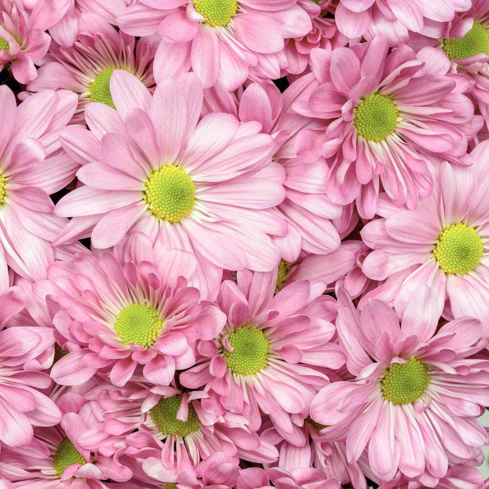 esmeralda-chrysanthemum-atlantis-pink