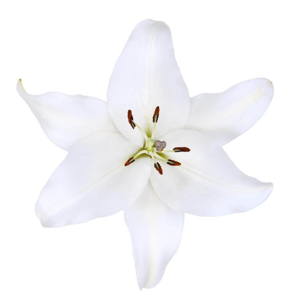 esmeralda-farms-trevi-oriental-lily