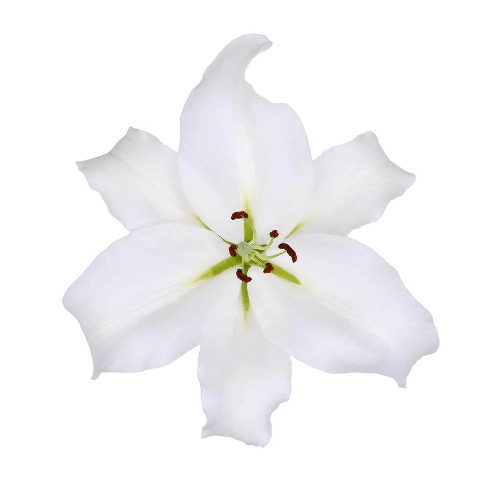 esmeralda-farms-tourega-zanlortour-oriental-lily