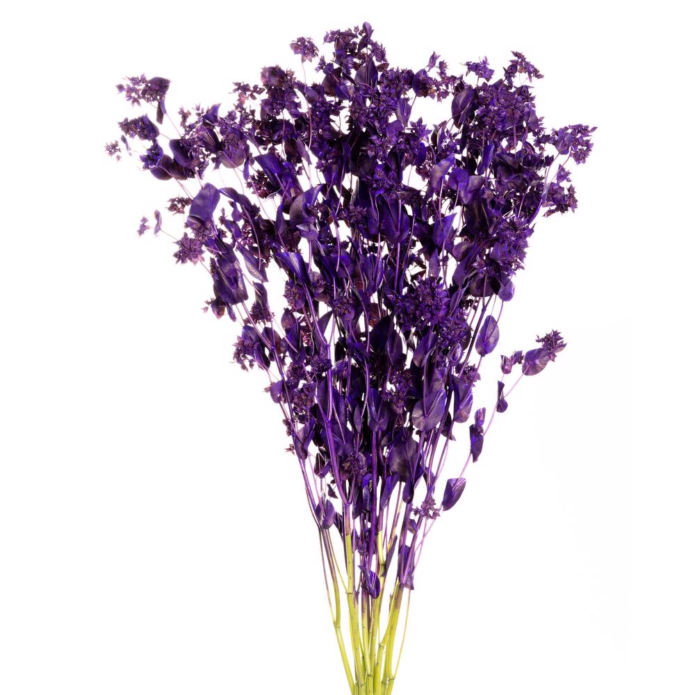 esmeralda-bupleurum-purple-painted