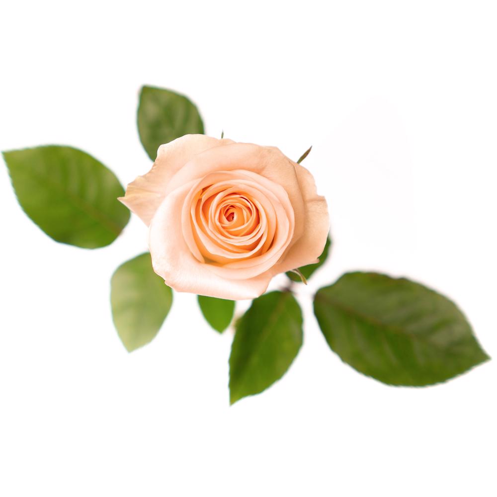 esmeralda-tiffany-rose