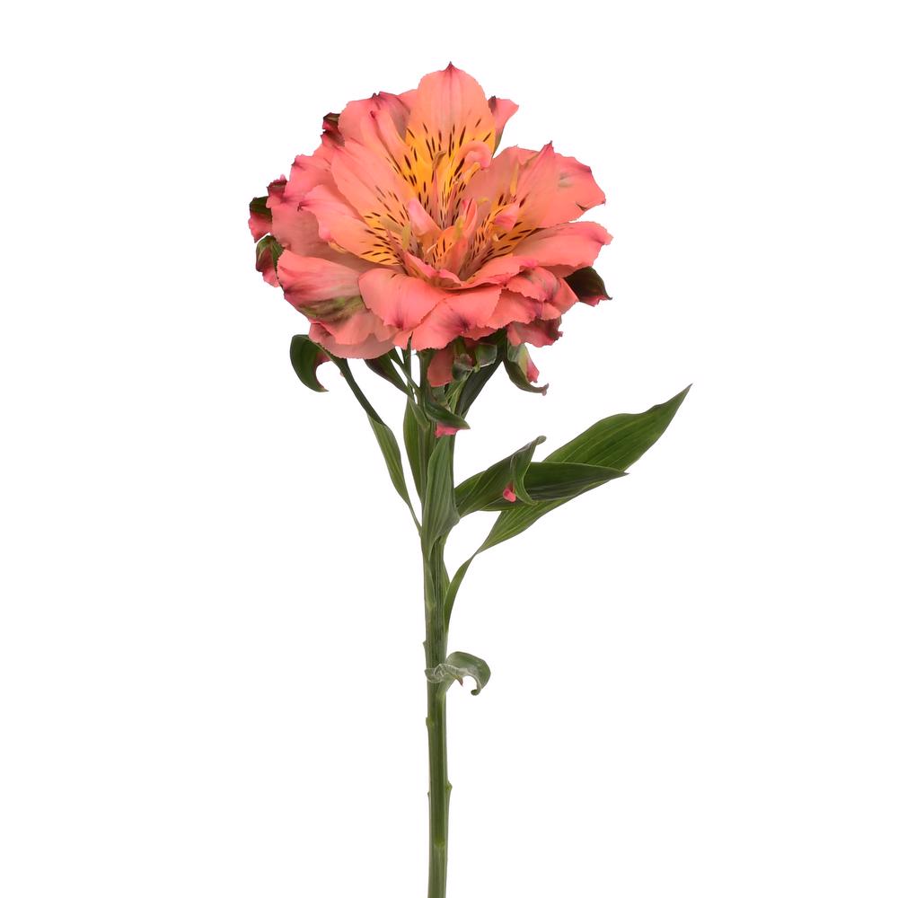 esmeralda-farms-alstroemeria-fashionista-pink-4