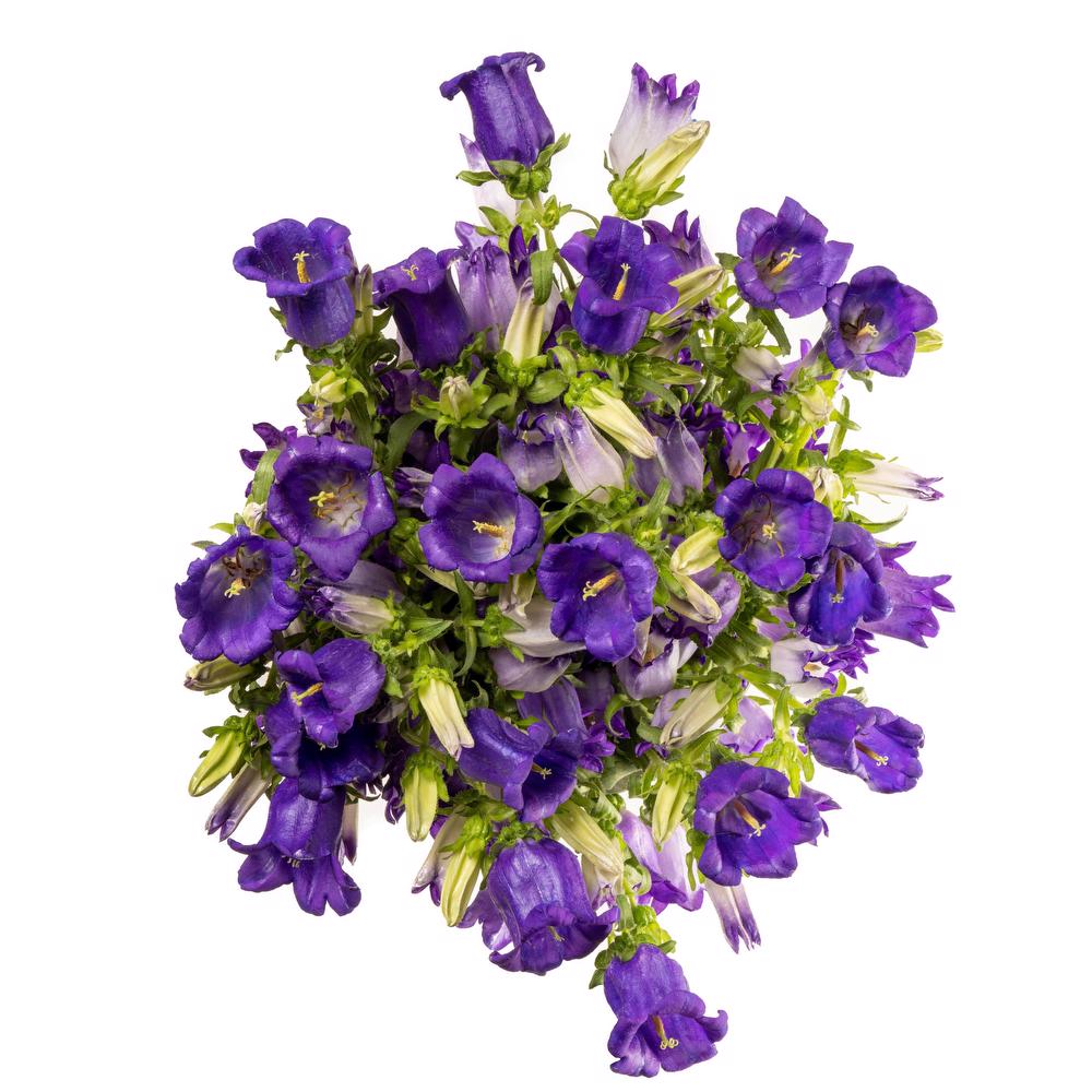 esmeralda-campanula-champion-blue