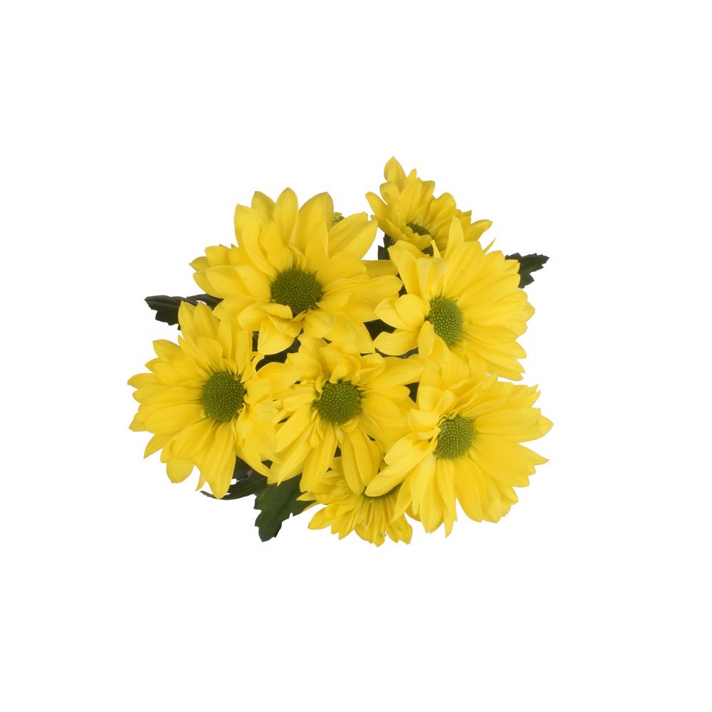 esmeralda-farms-pompon-daisy-vibe-5