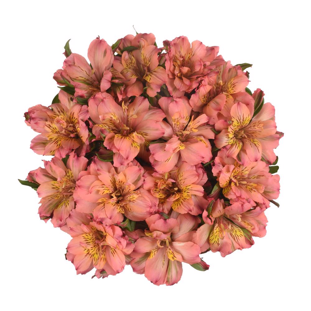 esmeralda-farms-alstroemeria-fashionista-pink-3