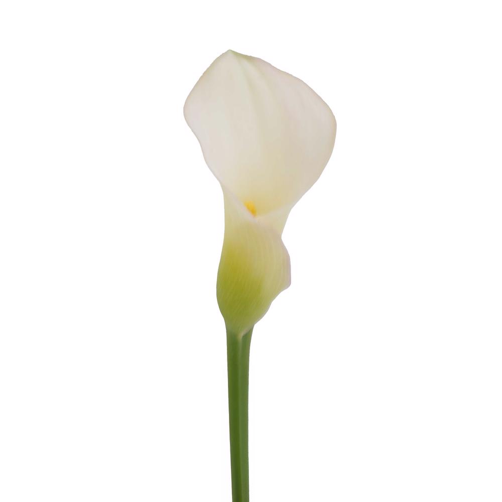 esmeralda-farms-mini-calla-lily-cordoba-cw-3