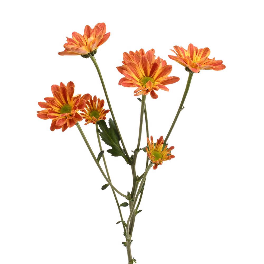 esmeralda-farms-pompon-daisy-maite-4