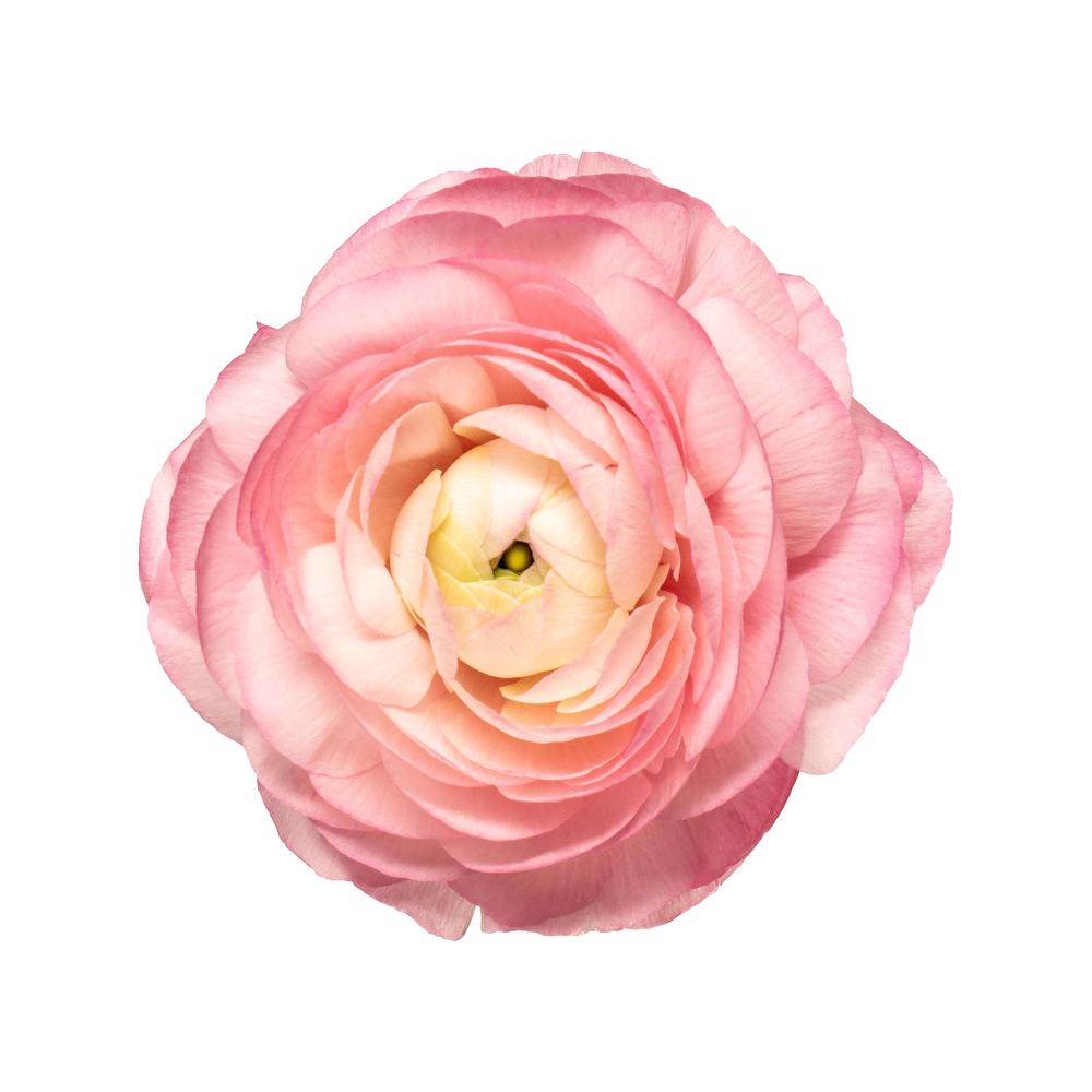 esmeralda-ranunculus-pink