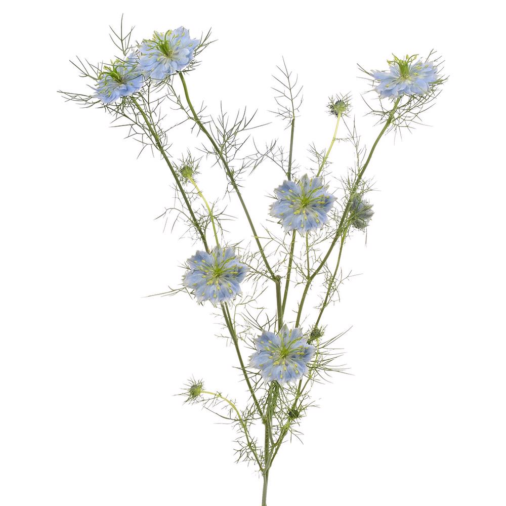 esmeralda-farms-nigella-blue-4