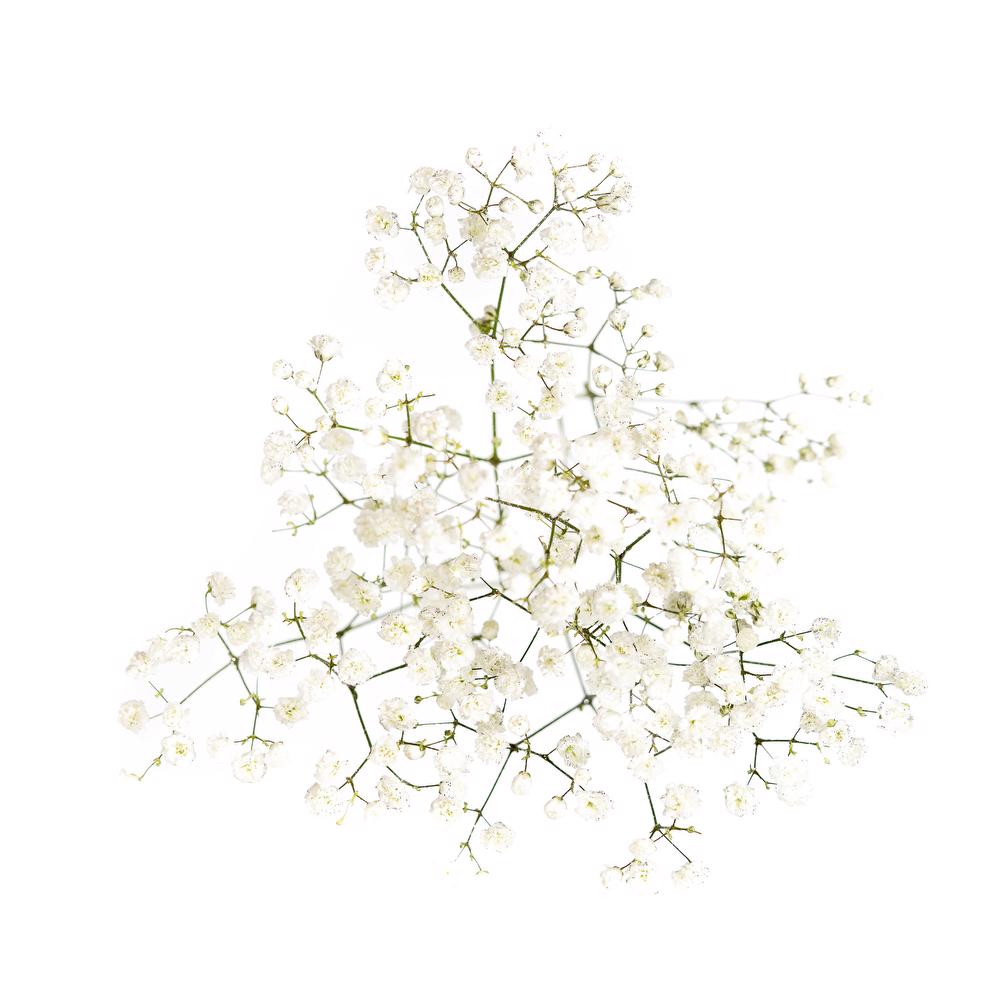 esmeralda-gypsophila-overtime-glitter