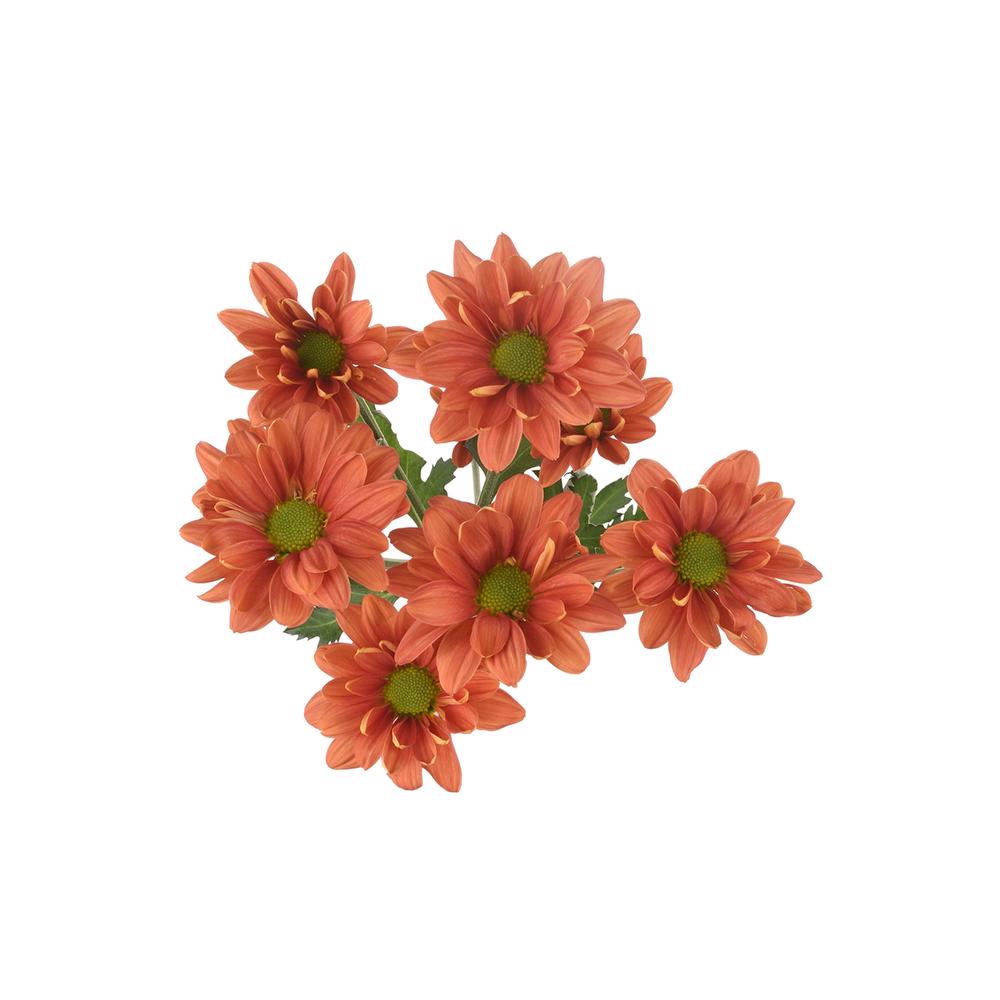  esmeralda-farms-pompon-daisy-punch-3