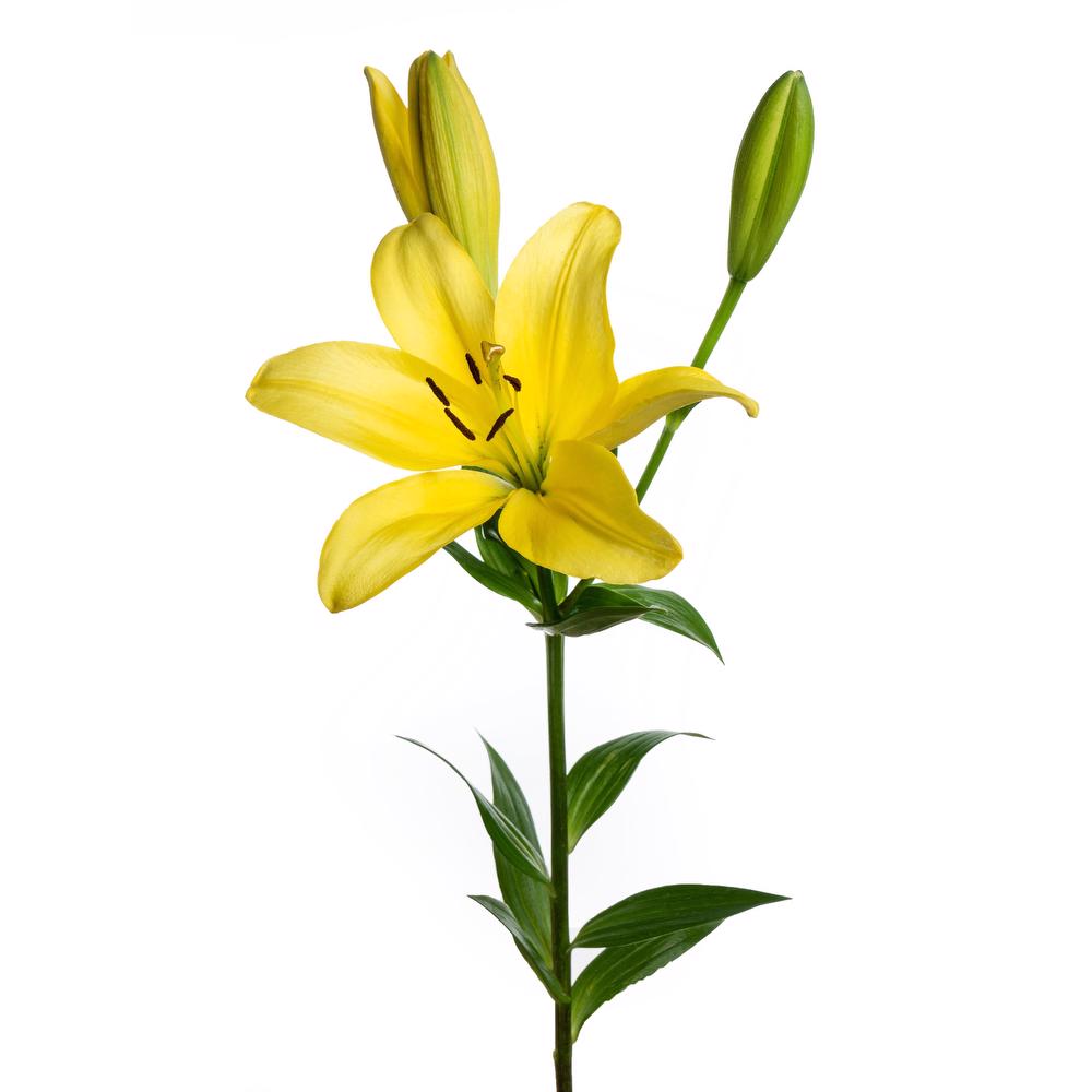 esmeralda-la-hybrid-lily-yellow