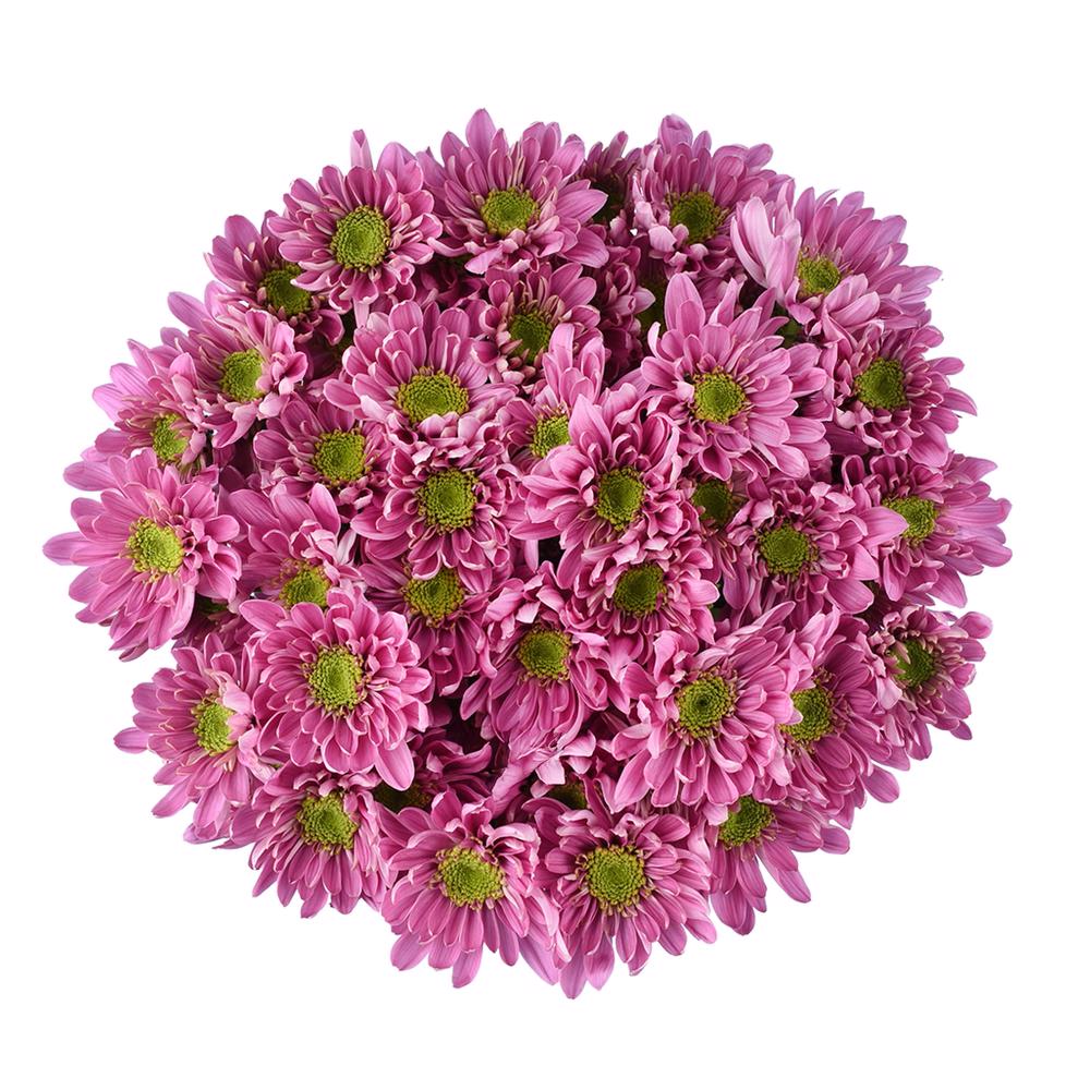 esmeralda-farms-pompon-novelty-bologna-3