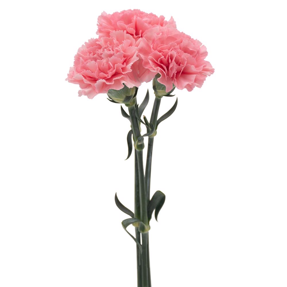 esmeralda-farms-carnation-pink-trio-stems
