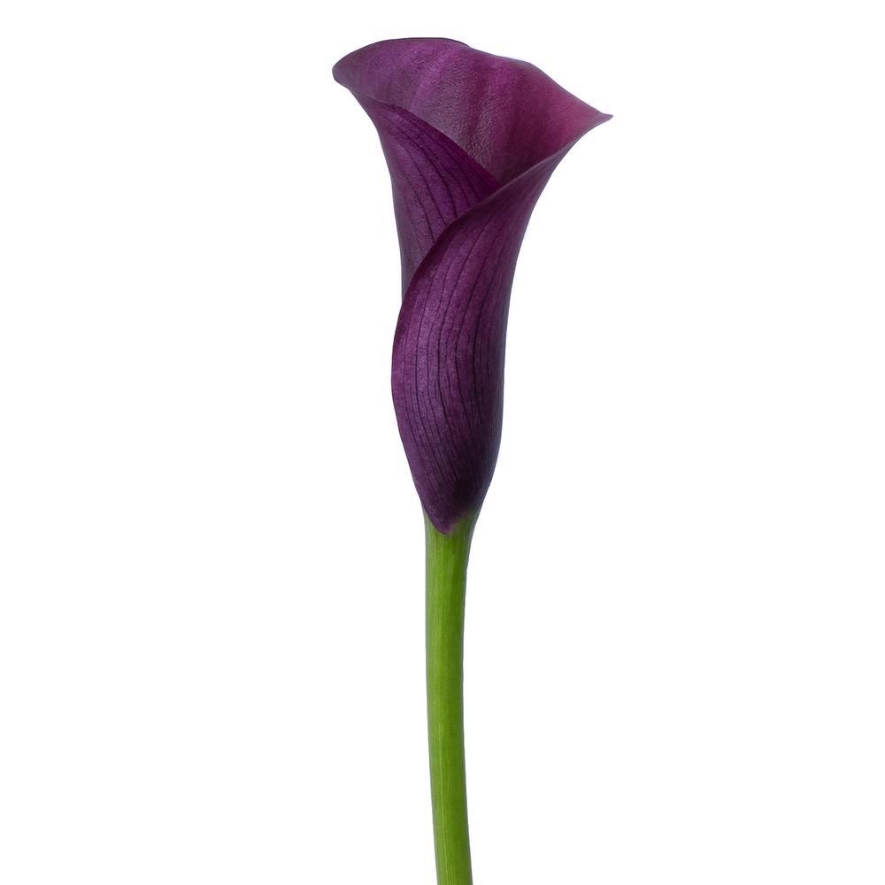 esmeralda-farms-calla-lily-paco-side