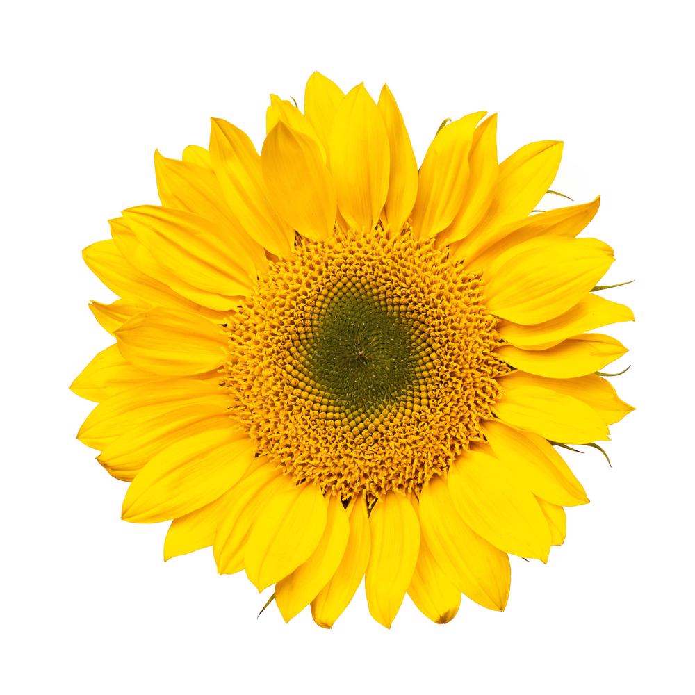 esmeralda-sunrich-gold-sunflower