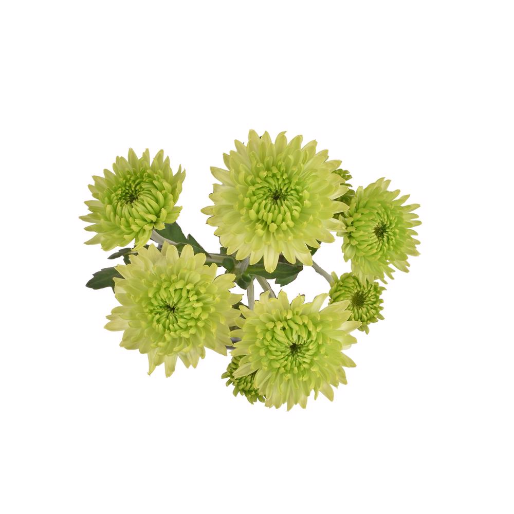 esmeralda-farms-pompon-novelty-takashi-5