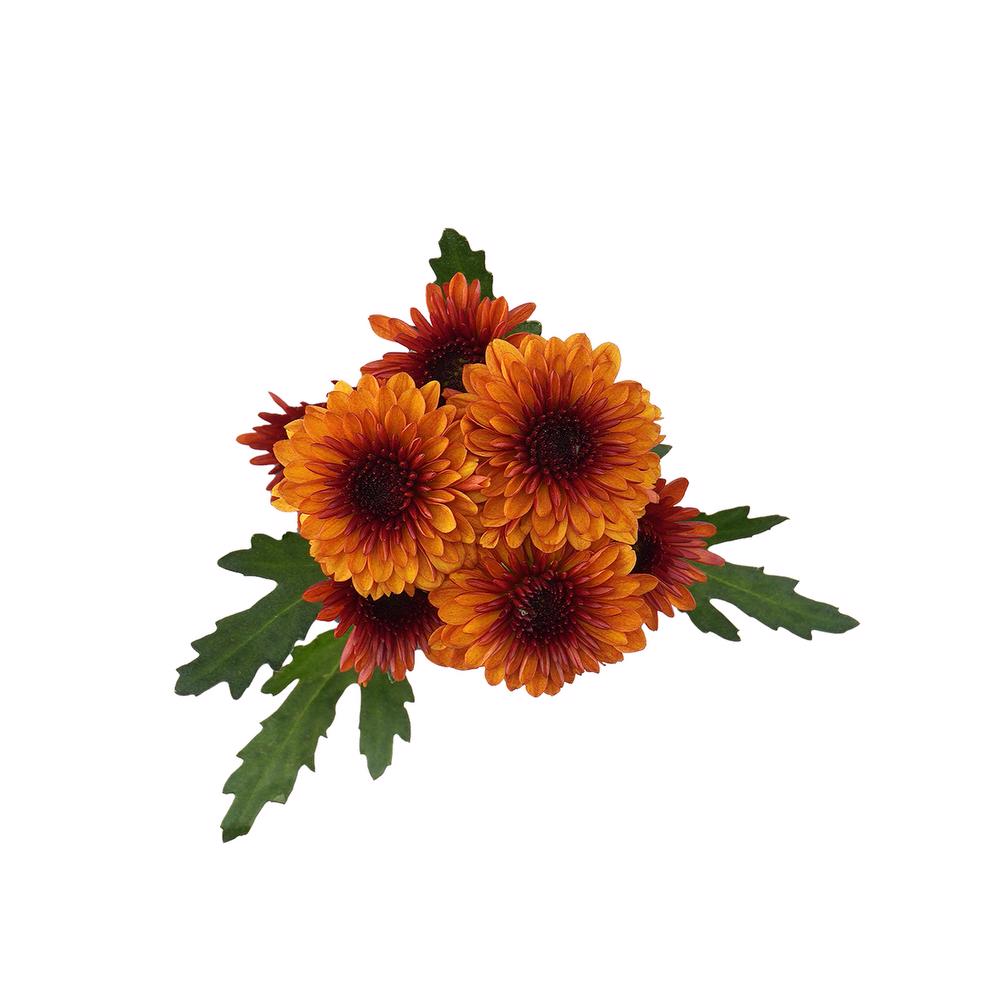 esmeralda-farms-pompon-button-lexy-5