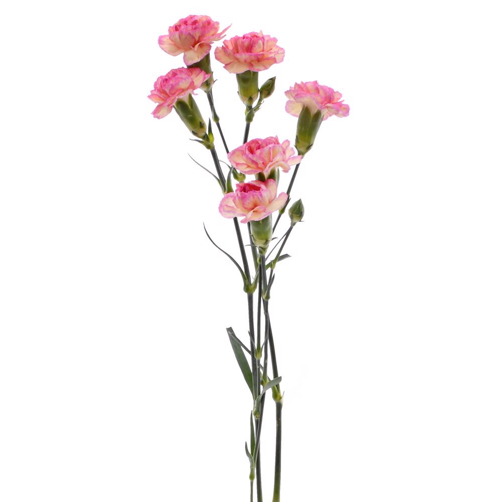 esmeralda-farms-mini-carnation-novelty-3