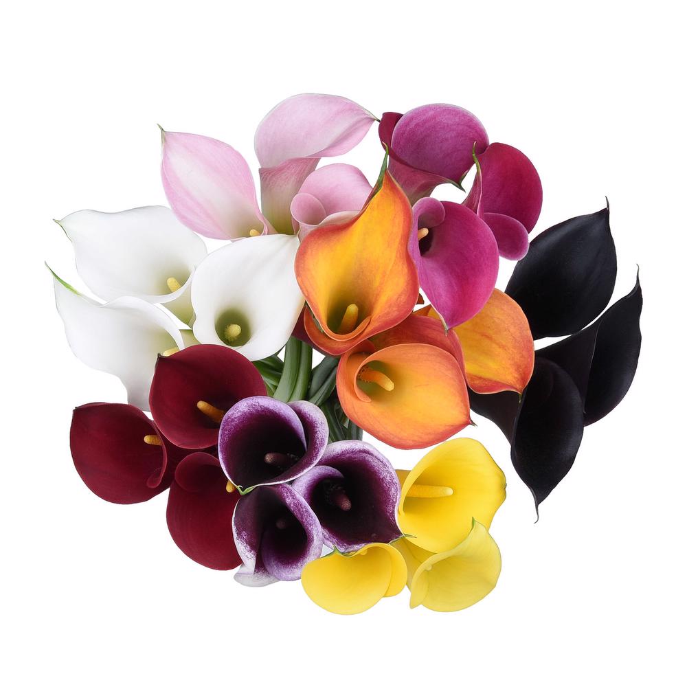 esmeralda-farms-mini-calla-lily-assorted