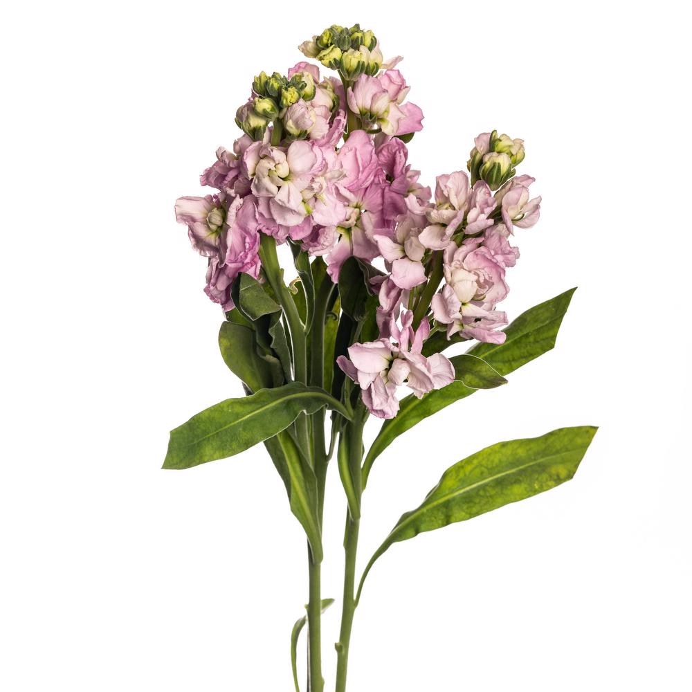 esmeralda-farms-stock-yume-no-mai-rose
