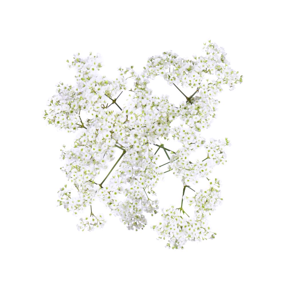 esmeralda-gypsophila-million-daisy