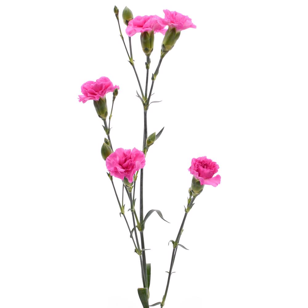 esmeralda-farms-mini-carnation-lavender-3