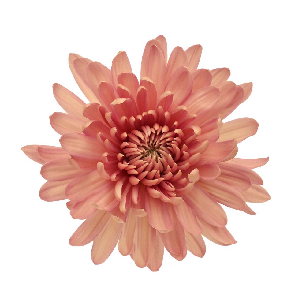 esmeralda-farms-disbud-linette-4