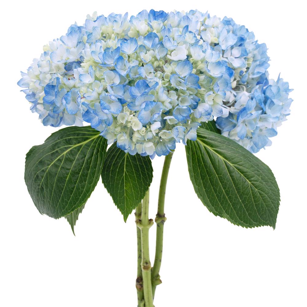 esmeralda-farms-hydrangea-azul-trio-stem