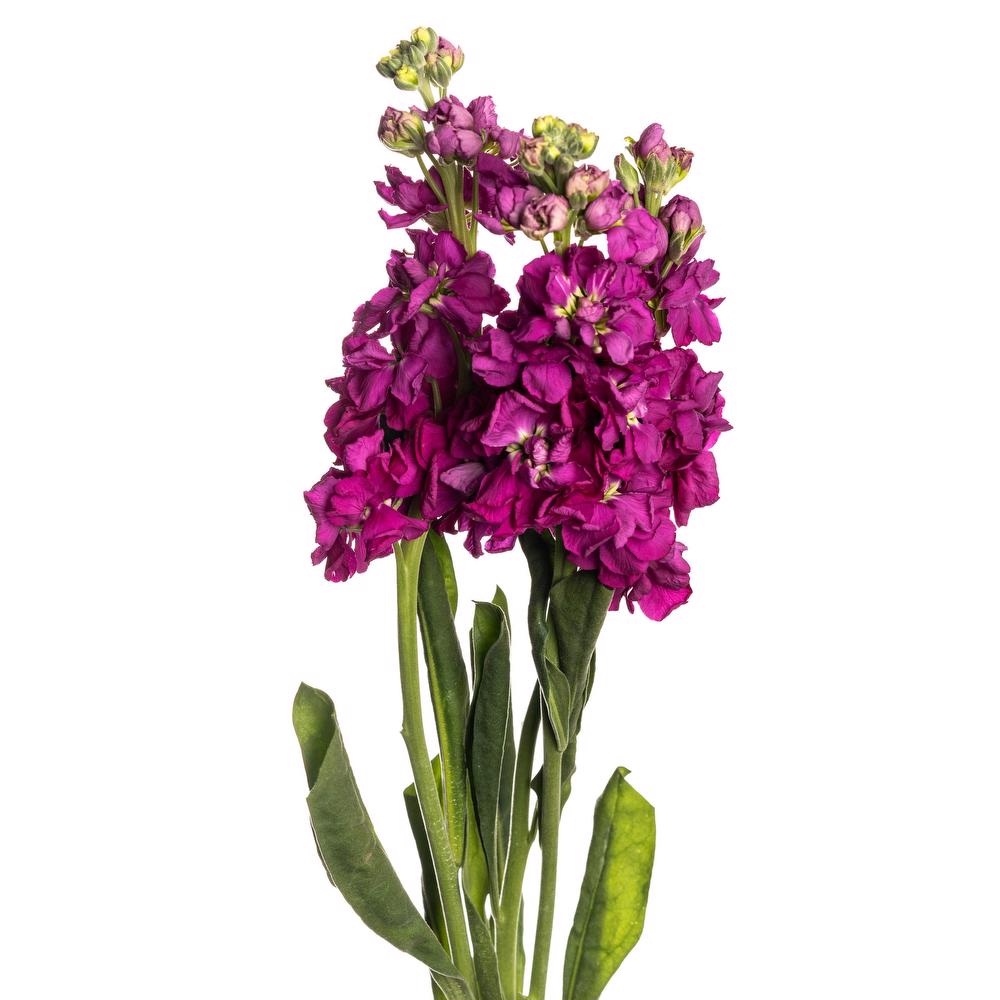 esmeralda-farms-stock-no-uta-deep-red