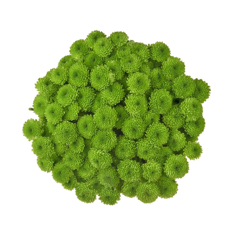 esmeralda-farms-pompon-button-country-3