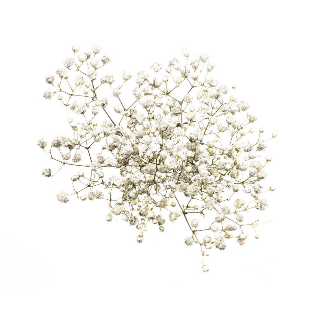 esmeralda-gypsophila-silver-painted