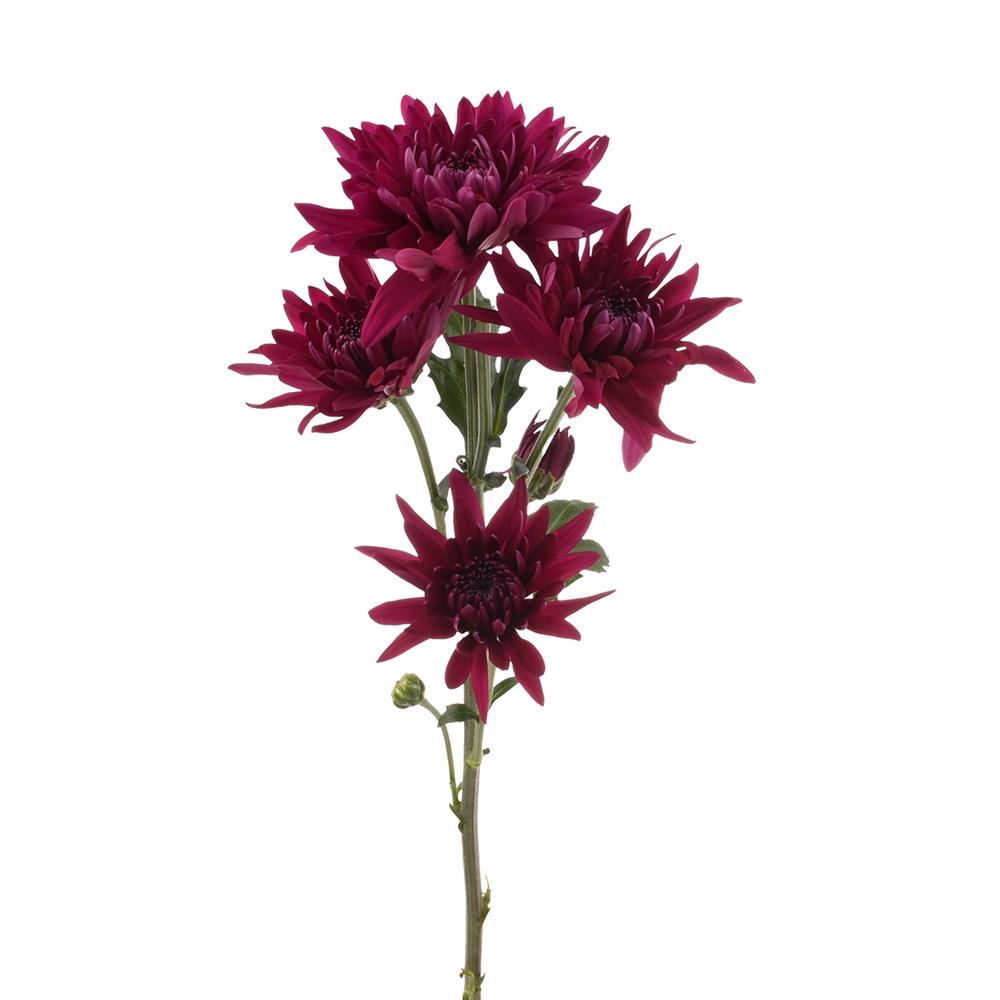 esmeralda-farms-pompon-cushion-printempo-4