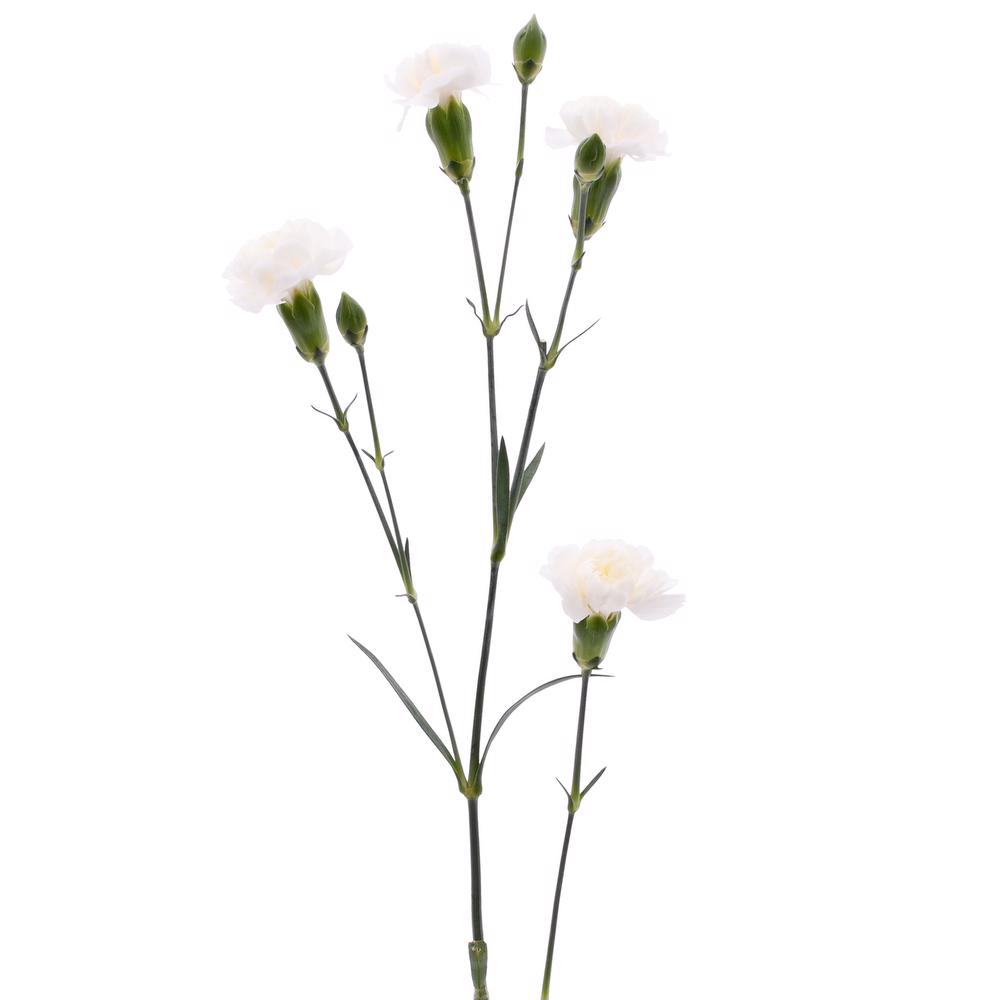 esmeralda-farms-mini-carnation-white-3