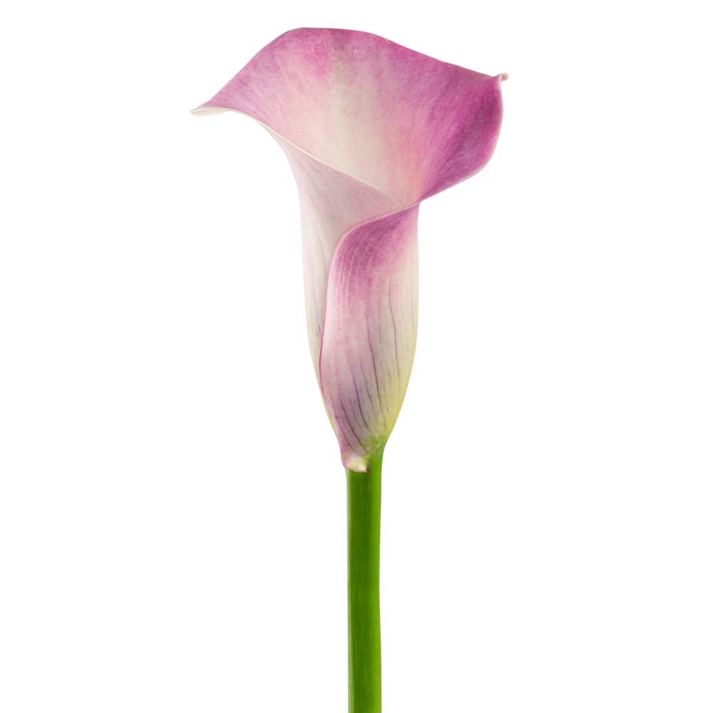 esmeralda-farms-calla-lily-denver-side