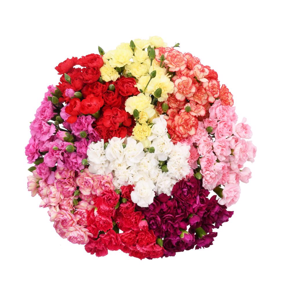 esmeralda-farms-mini-carnation-assorted-1