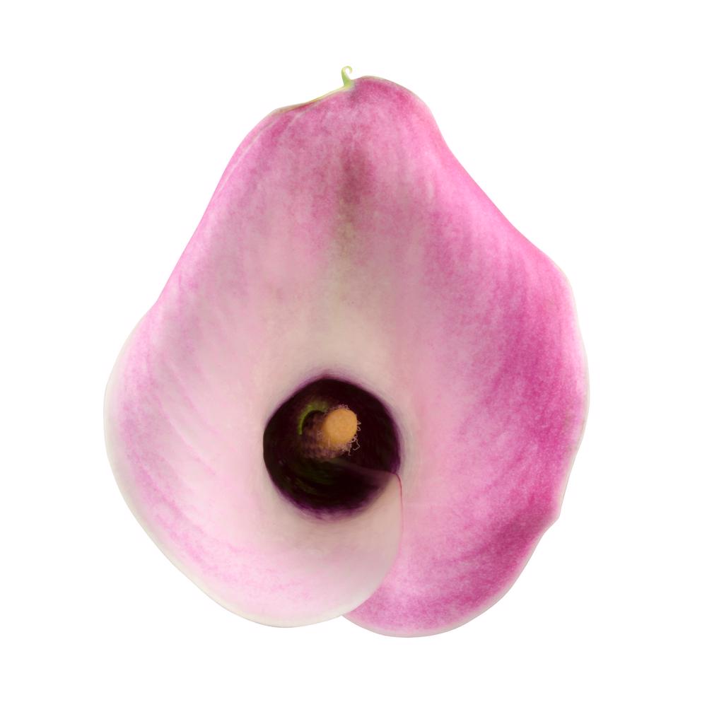 esmeralda-farms-calla-lily-denver-top