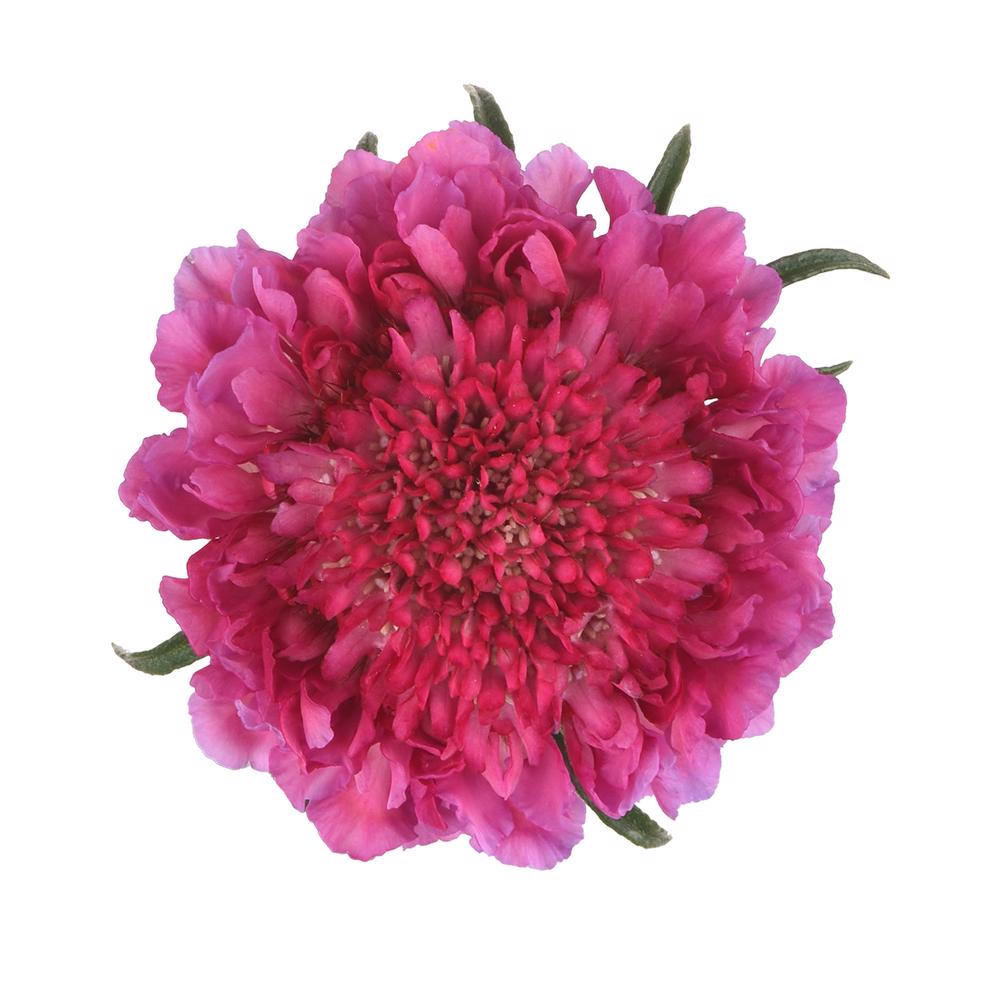 esmeralda-farms-scabiosa-lavender-hot-pink-4