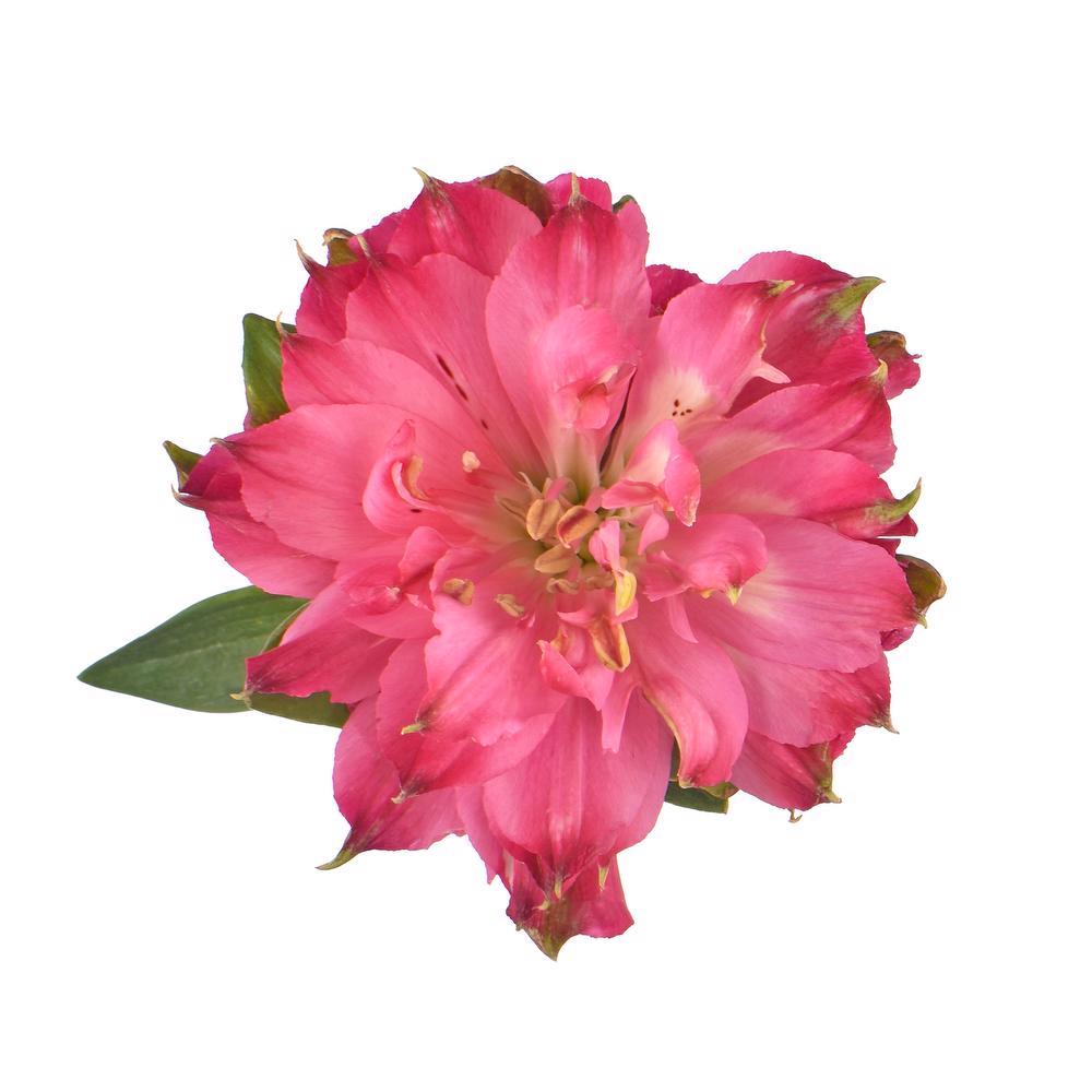 esmeralda-farms-alstroemeria-fashionista-sofiena-hot pink-5