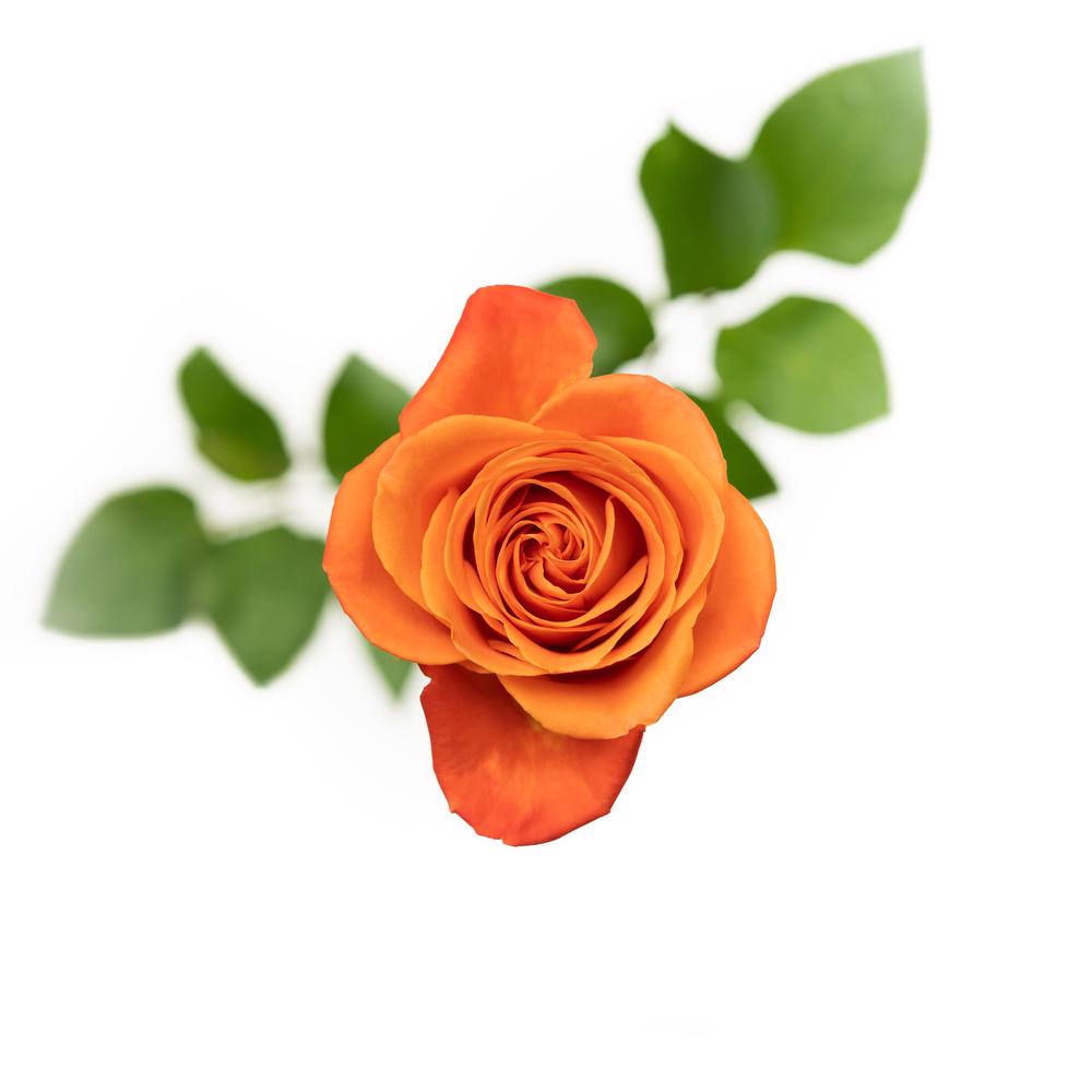 esmeralda-rose-orange-crush