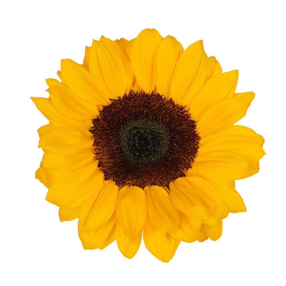 esmeralda-farms-sunflower-vincents-choice