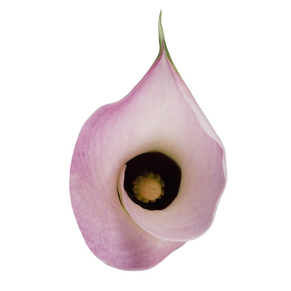 esmeralda-farms-calla-lily-couplet-top