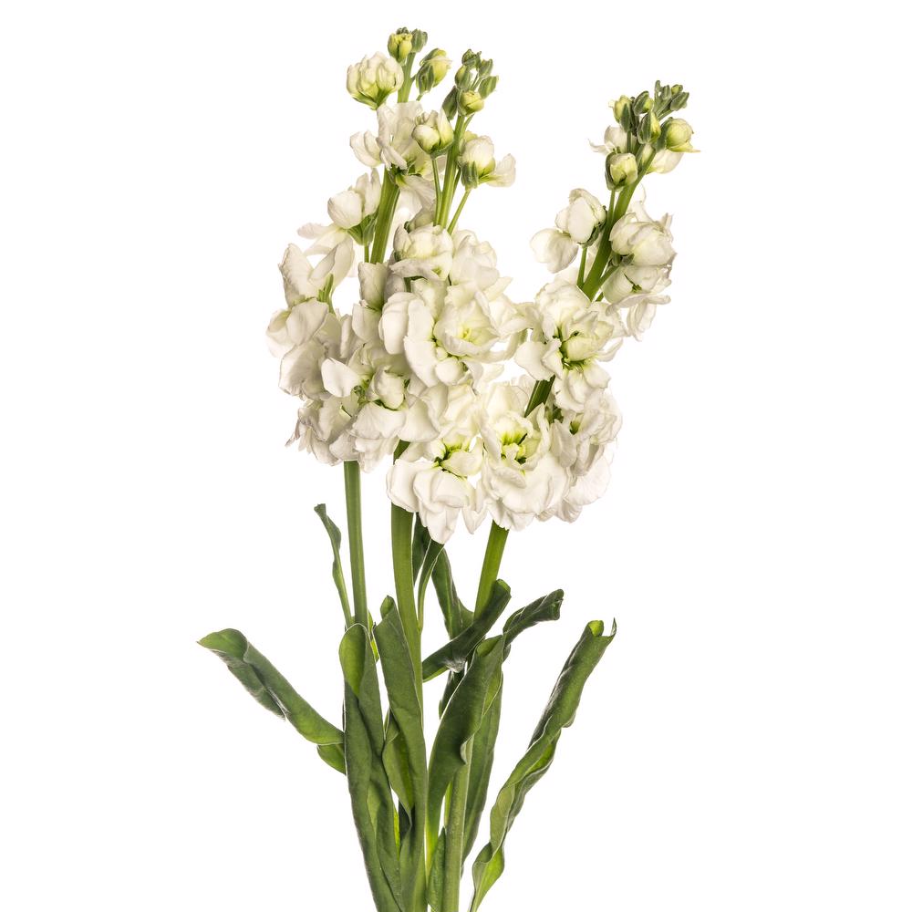 esmeralda-farms-stock-yuki-no-mai-white