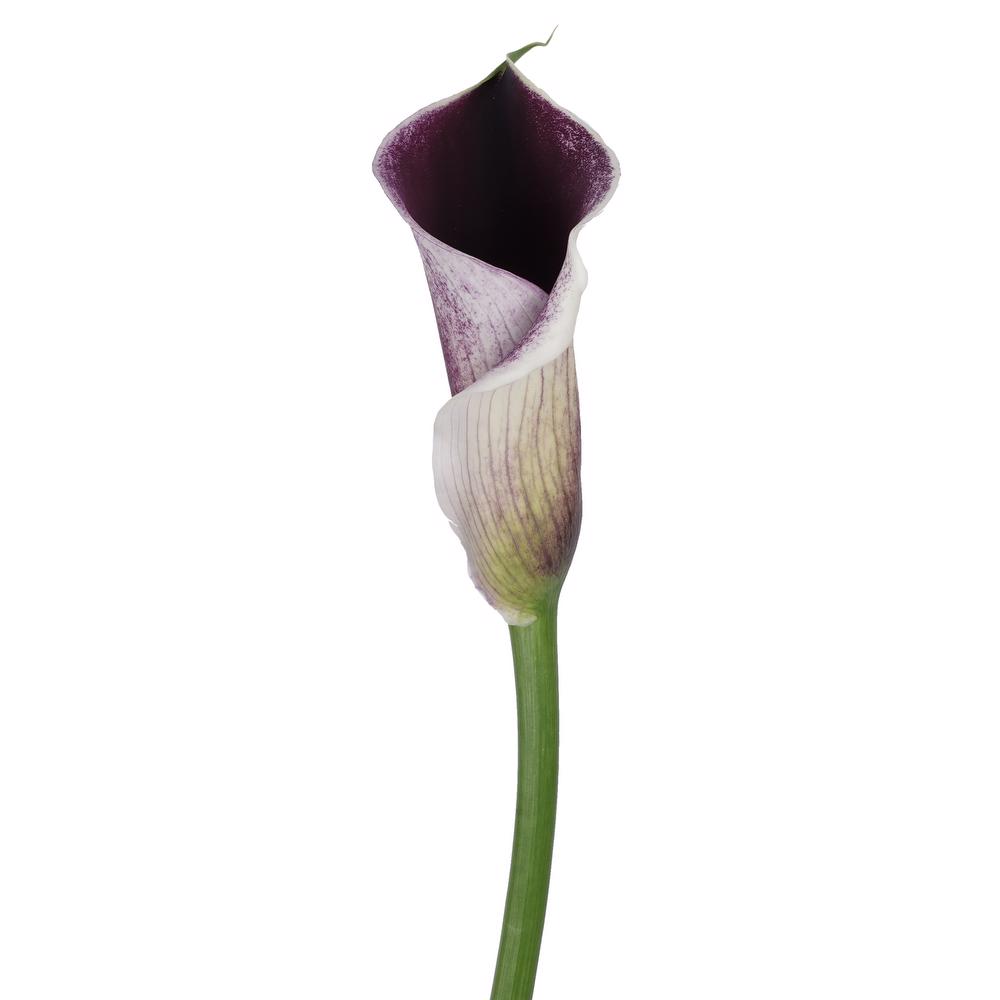 esmeralda-farms-calla-lily-strauss-side