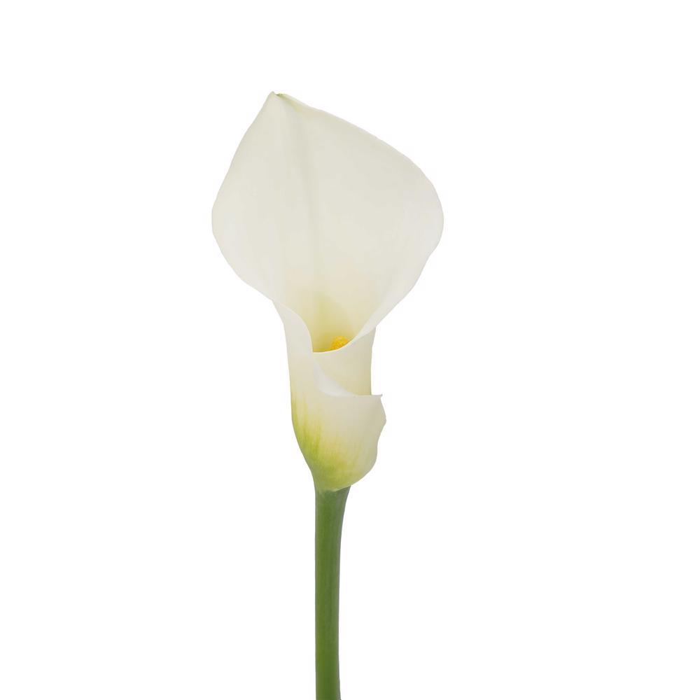esmeralda-farms-mini-calla-lily-ventura-3
