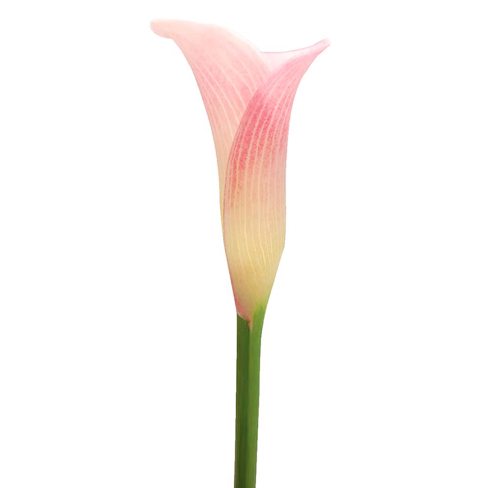 esmeralda-farms-calla-lily-perle-rose-side