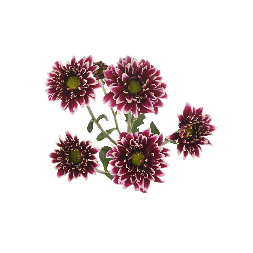 esmeralda-farms-pompon-novelty-amethyst-dark-5