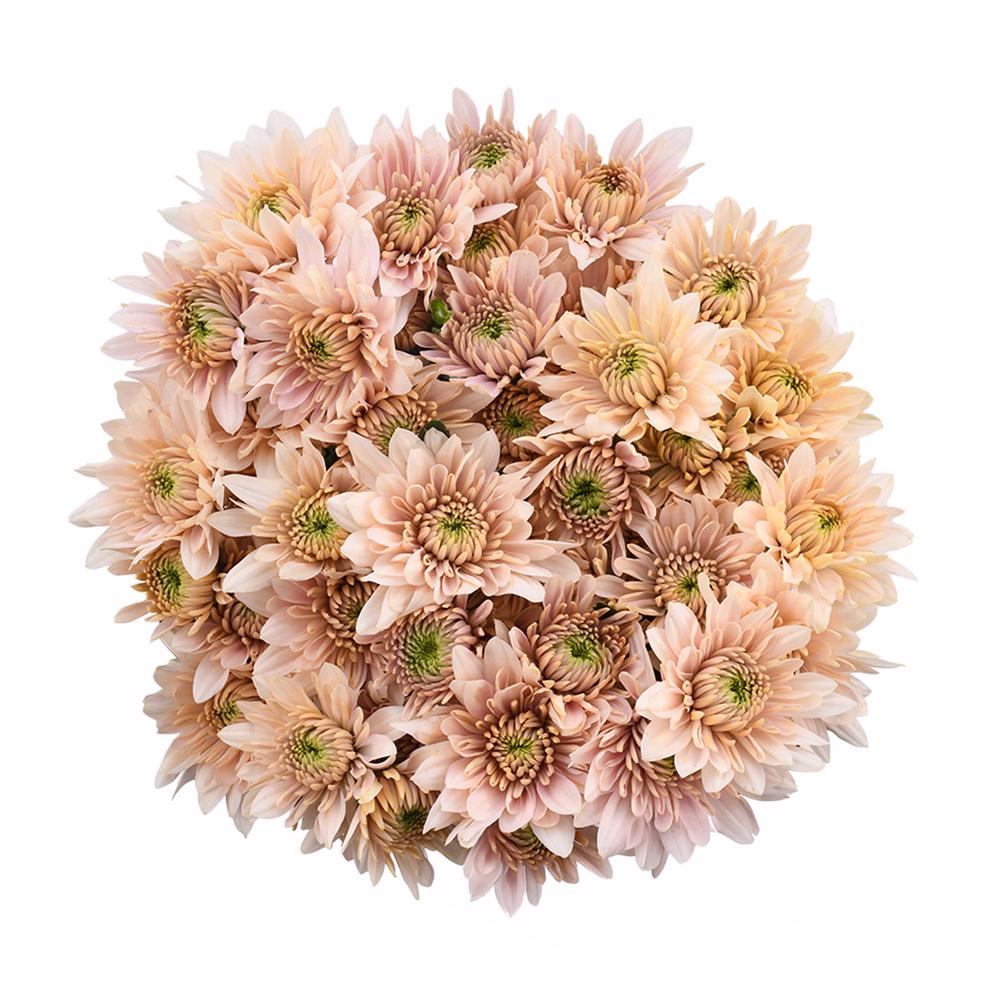 esmeralda-farms-pompon-cushion-champagne-3